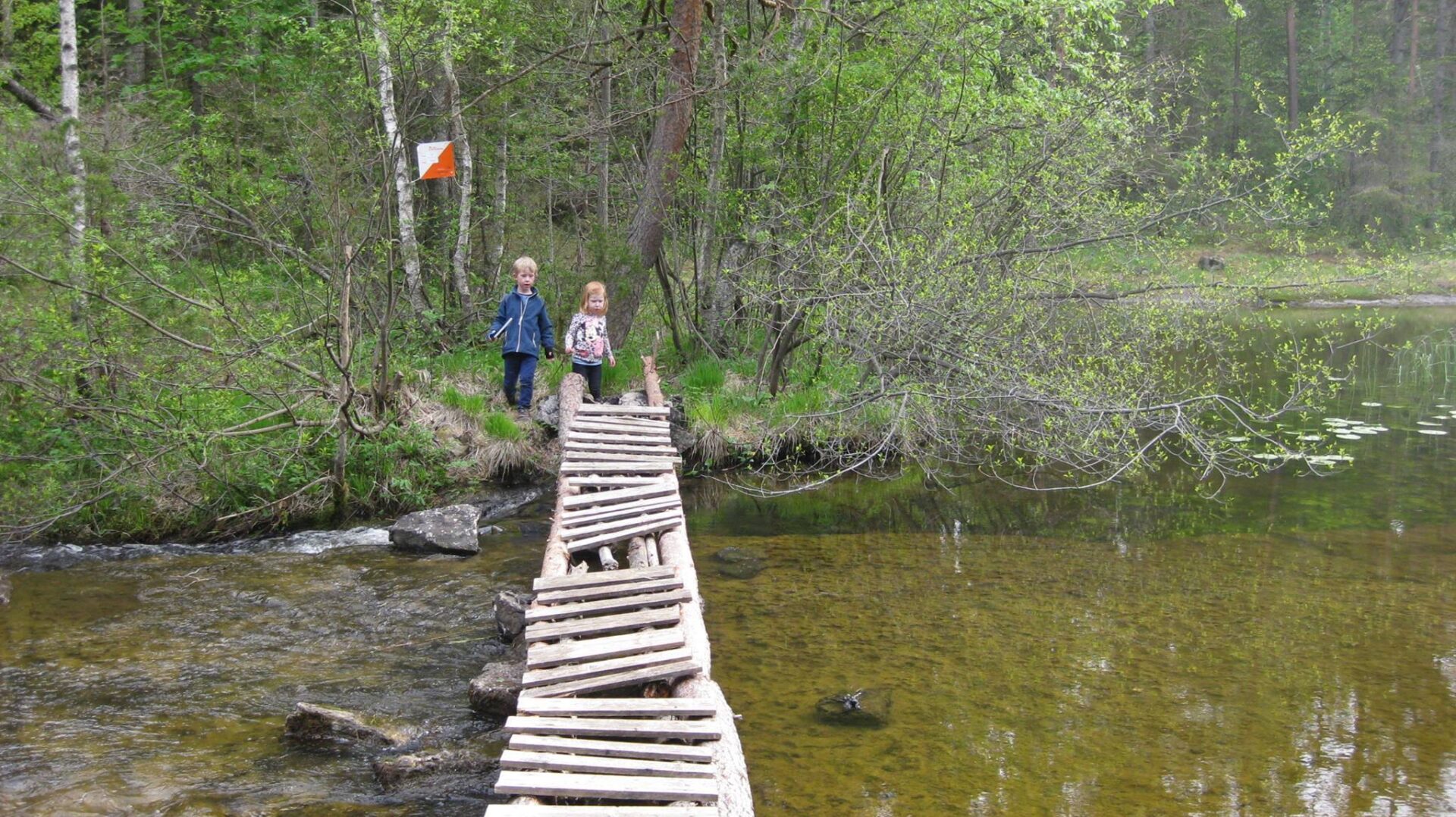 Bilde: Turorientering - hiv dere med! Skogen venter!