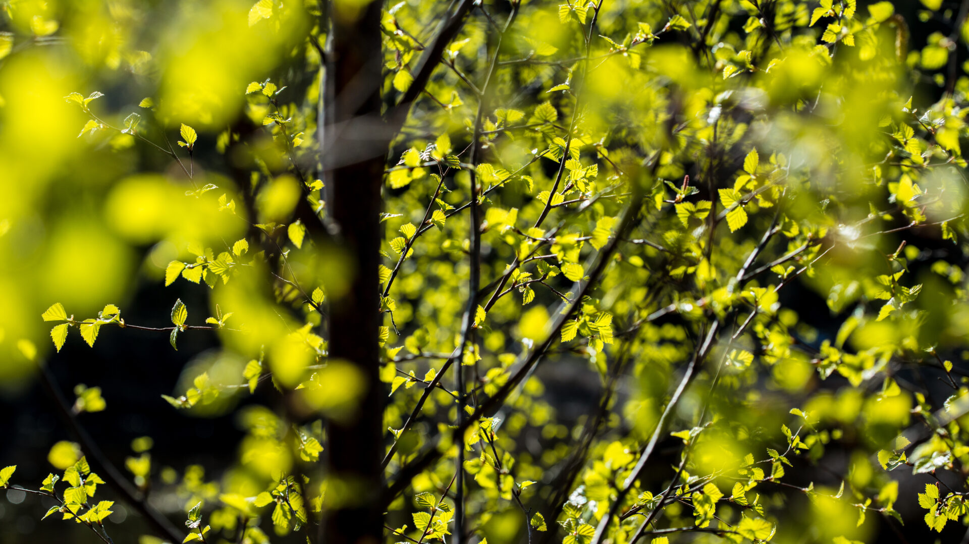 Bilde: Drammen Friluftsforum har fått sitt 11. medlem