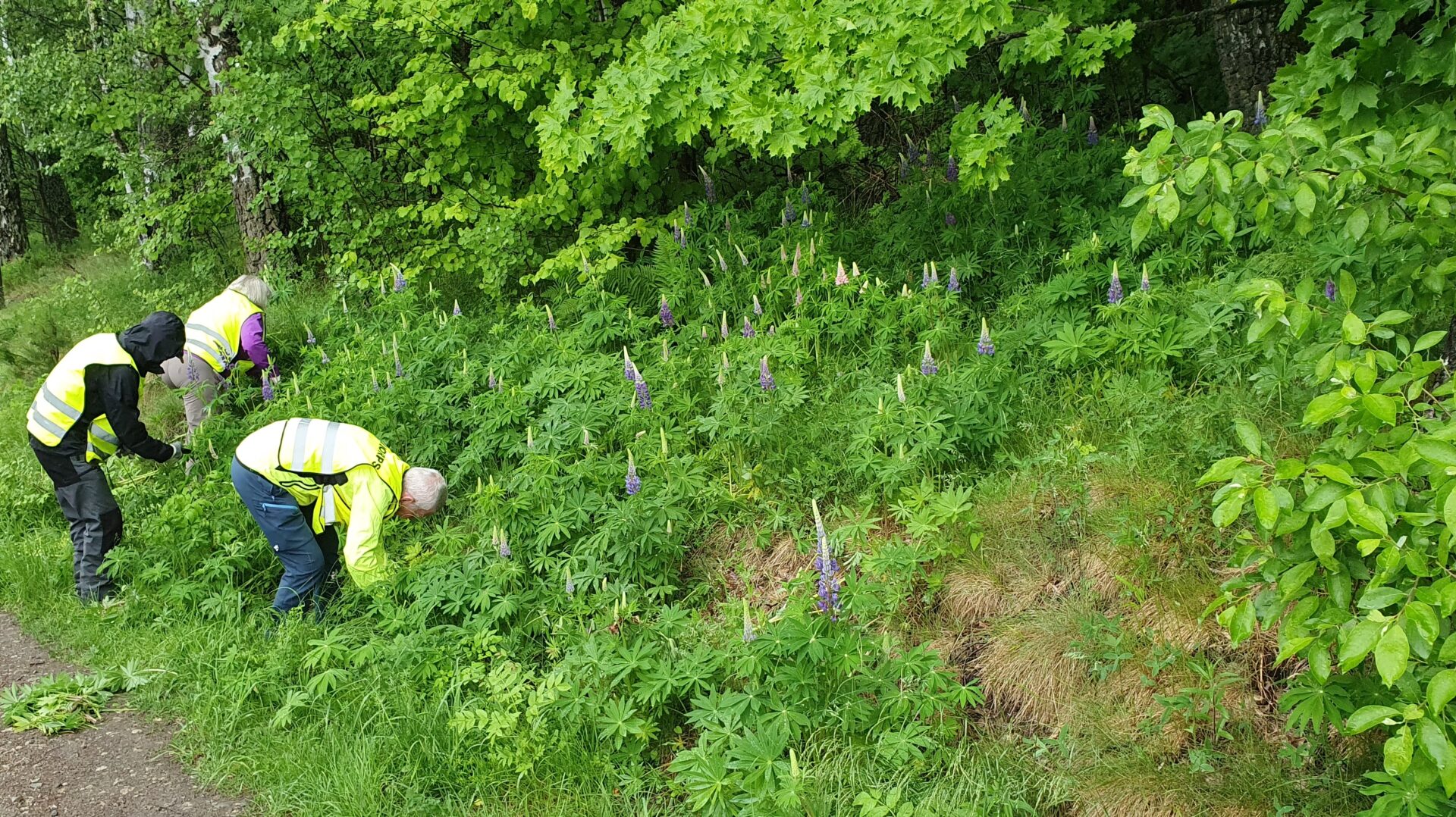 Bilde: Prosjektet RENATUR i Drammen - om fremmede skadelige arter