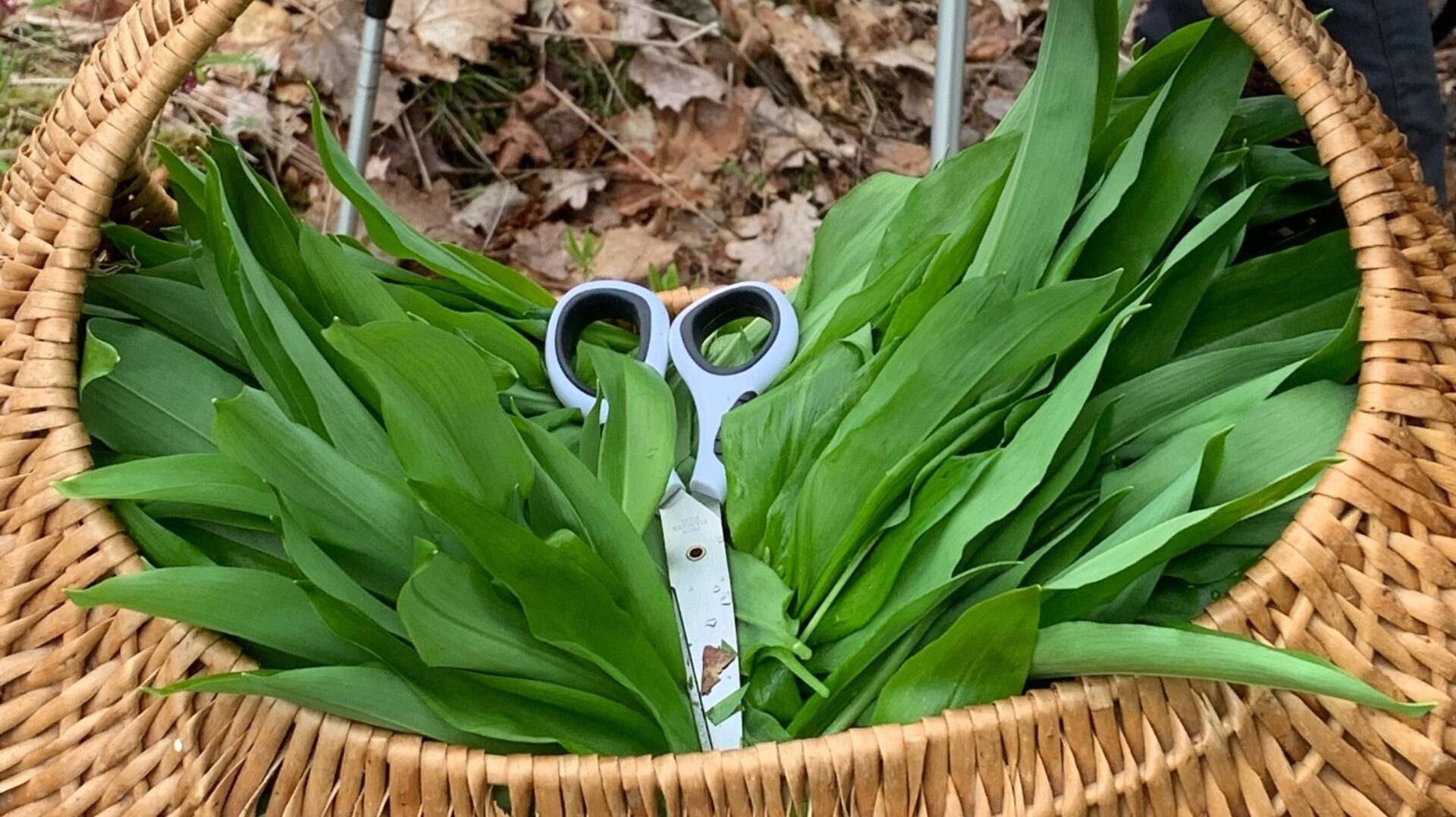 Bilde: Buskerud sopp- og nyttevekstforening - vår 30. medlemsforening