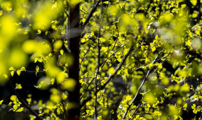 Bilde: Drammen Friluftsforum har fått sitt 11. medlem